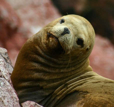 Tour to Huacachina and Paracas in 2 days from Lima.
