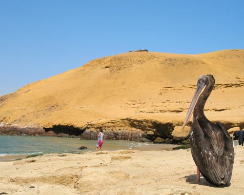 Discover Paracas, Nazca & Huacachina on this thrilling tour.
