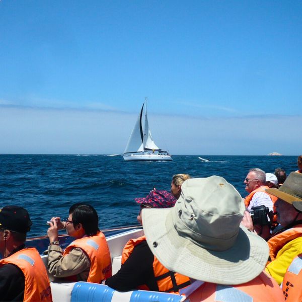 Tour to the Ballestas Islands.