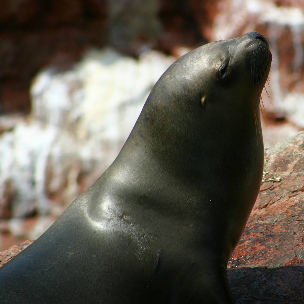 Sea lion resting on the rocky cliffs of the Ballestas Islands in Paracas, Peru wildlife tour.