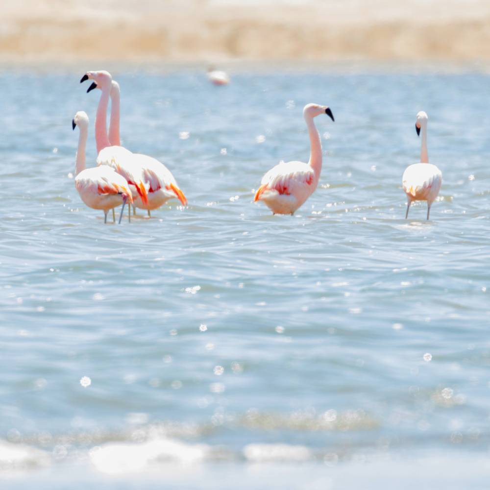 Pink flamingos in the Paracas National Reserve, Peru coastal wildlife and nature destination.