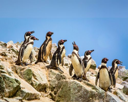 Discover Ballestas Islands’ stunning marine wildlife.