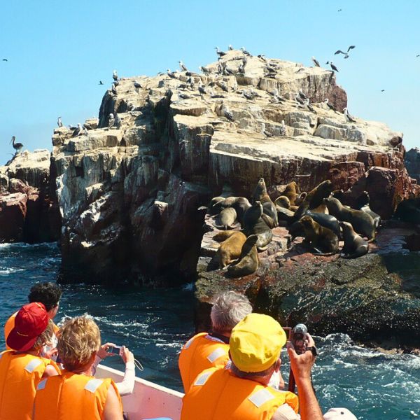 Sea Lions on the Ballestas Islands.