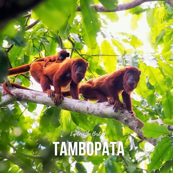 Explore the best of Tambopata Reserve.
