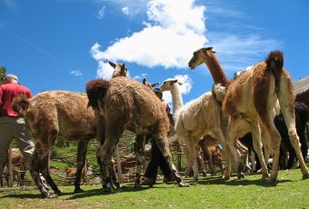 Awanakancha Textile Workshop in Cusco