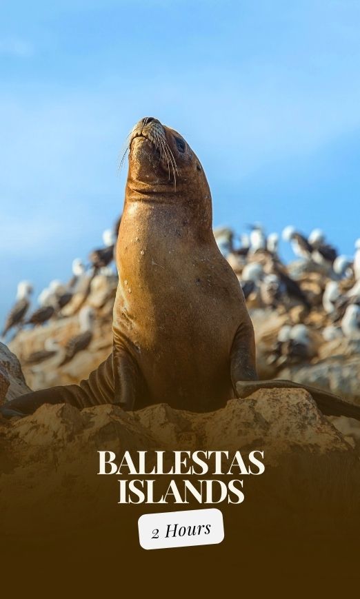 Ballestas Islands Boat Excursion in Paracas Marine Reserve