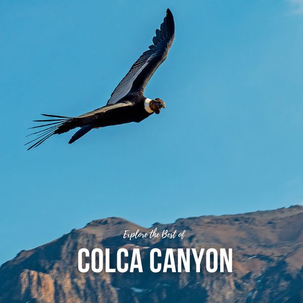 Visit to the Colca Canyon.