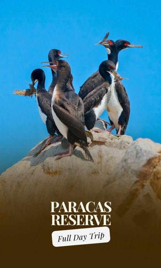 Full Day Tour to the Paracas Reserve from Lima