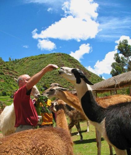 Llamas at the Sacred Valley.