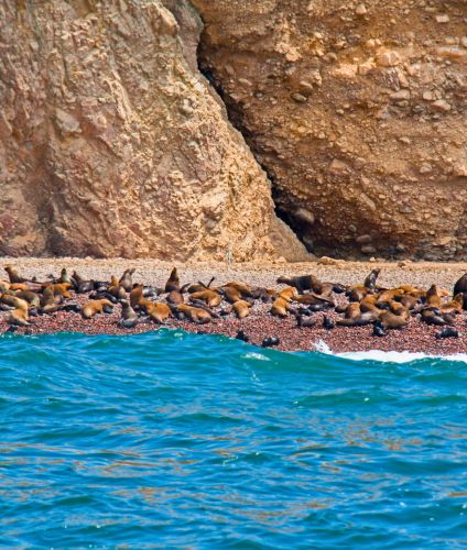 Visiting the Ballestas Islands in Paracas.