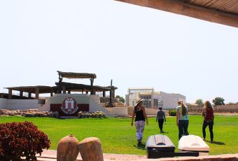 Pisco Vineyard in Ica