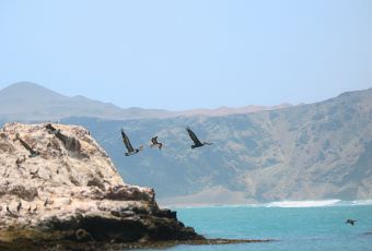 Tour to San Fernando Bay in Marcona