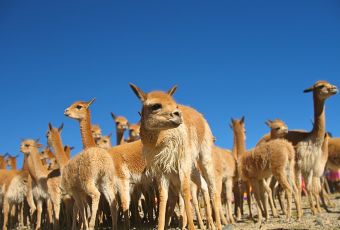 Tour to Vicuna Park of Pampas Galeras