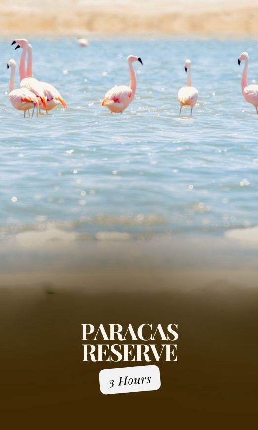 Tour to the Paracas National Park