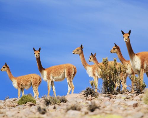 Andean camels on the road to Colca Canyon