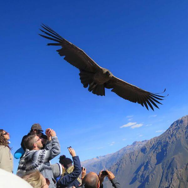Witness Nature’s Majesty at Cruz del Condor