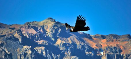 Visiting the Cruz del Condor in Colca Canyon.