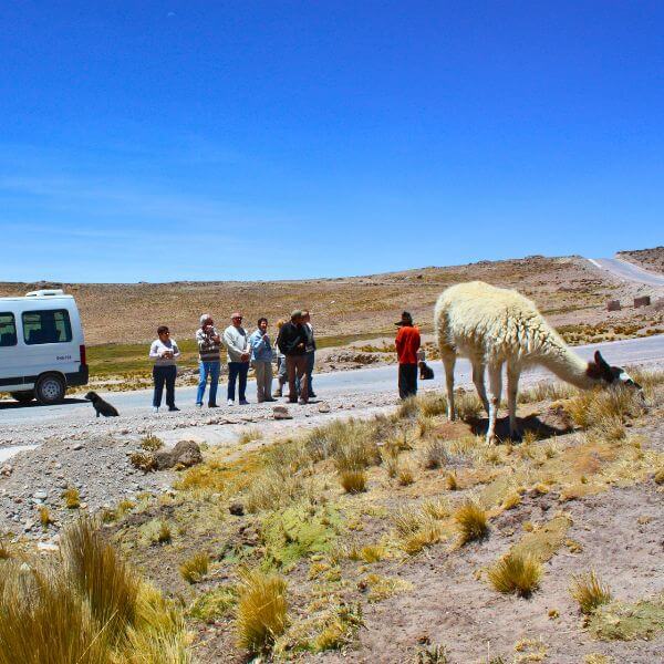 Watching the Fauna Along the Route to Colca Canyon