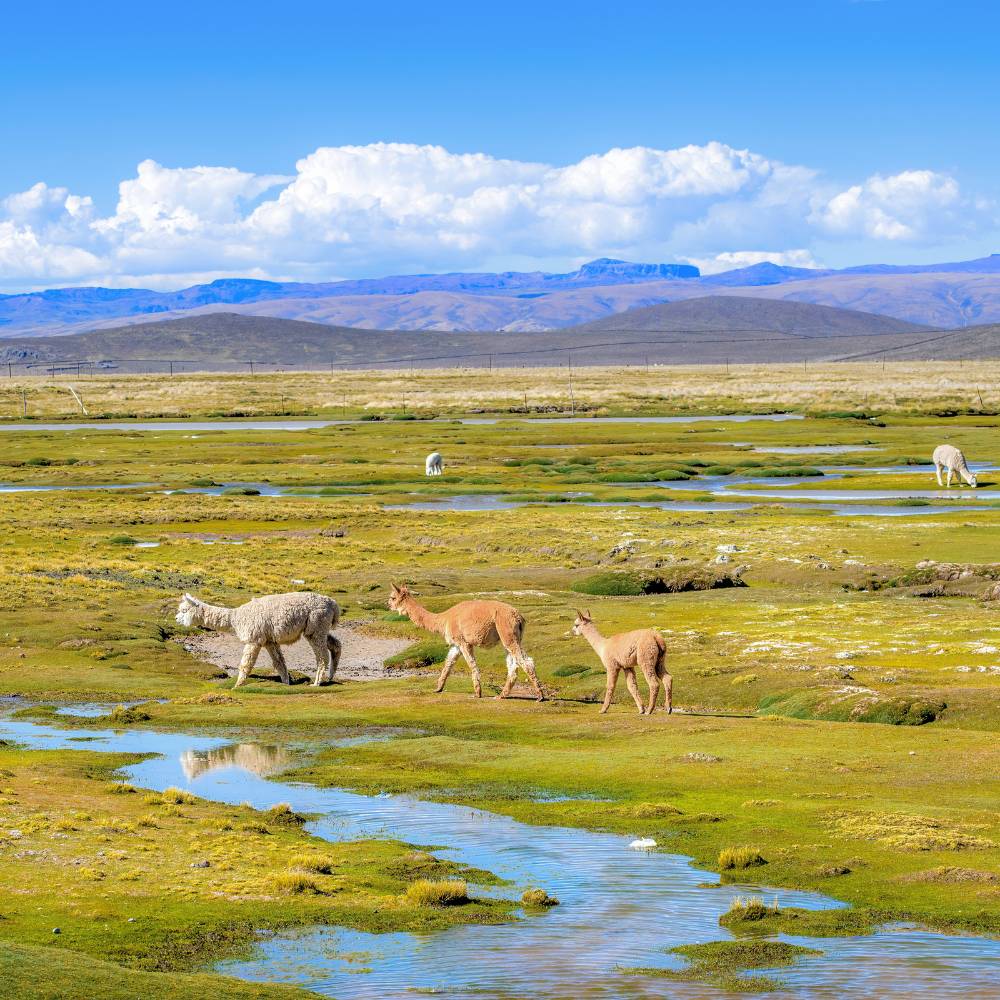 Alpacas and wild vicuñas grazing across the scenic Andean highlands during the Colca Canyon Tour and Trip to Puno.