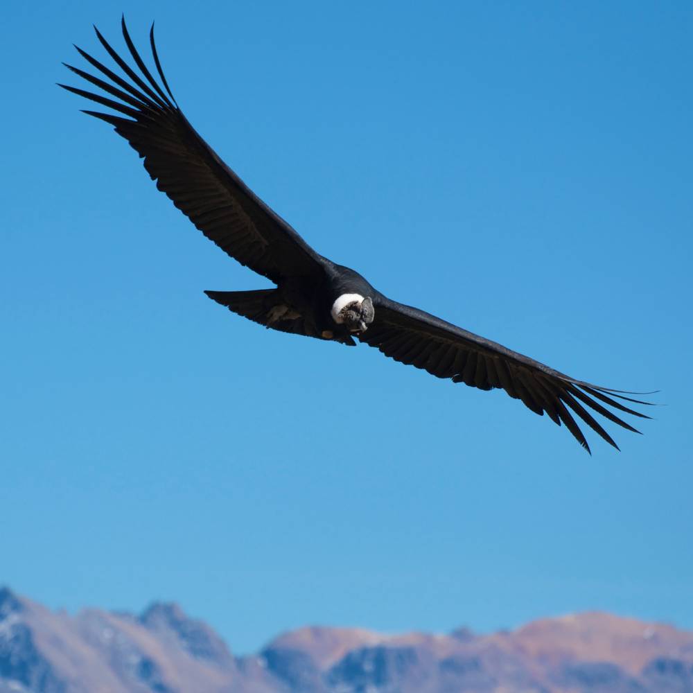 Andean condor soaring above Colca Canyon during the Colca Canyon Tour and Trip to Puno.