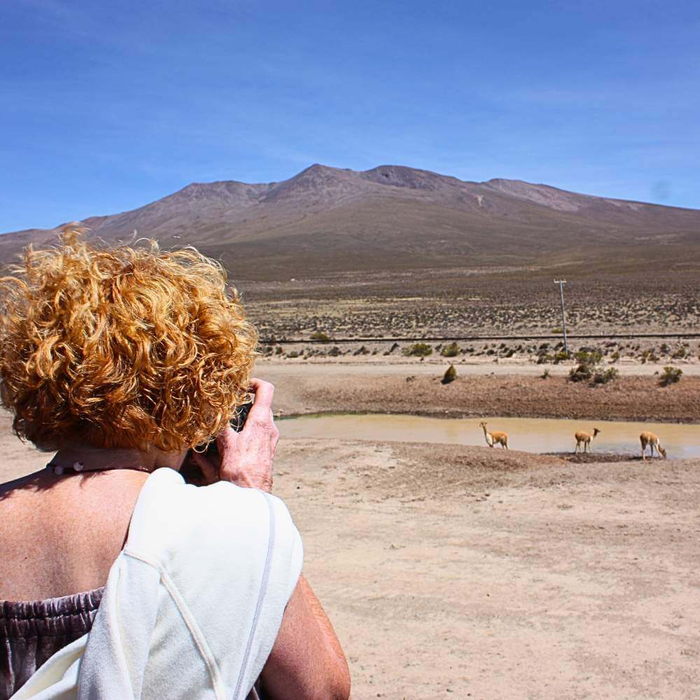 Viaggiatore che fotografa vicuñas selvatiche negli altopiani andini durante il Tour del Canyon del Colca da Puno, circondato da paesaggi vulcanici e scenari mozzafiato.