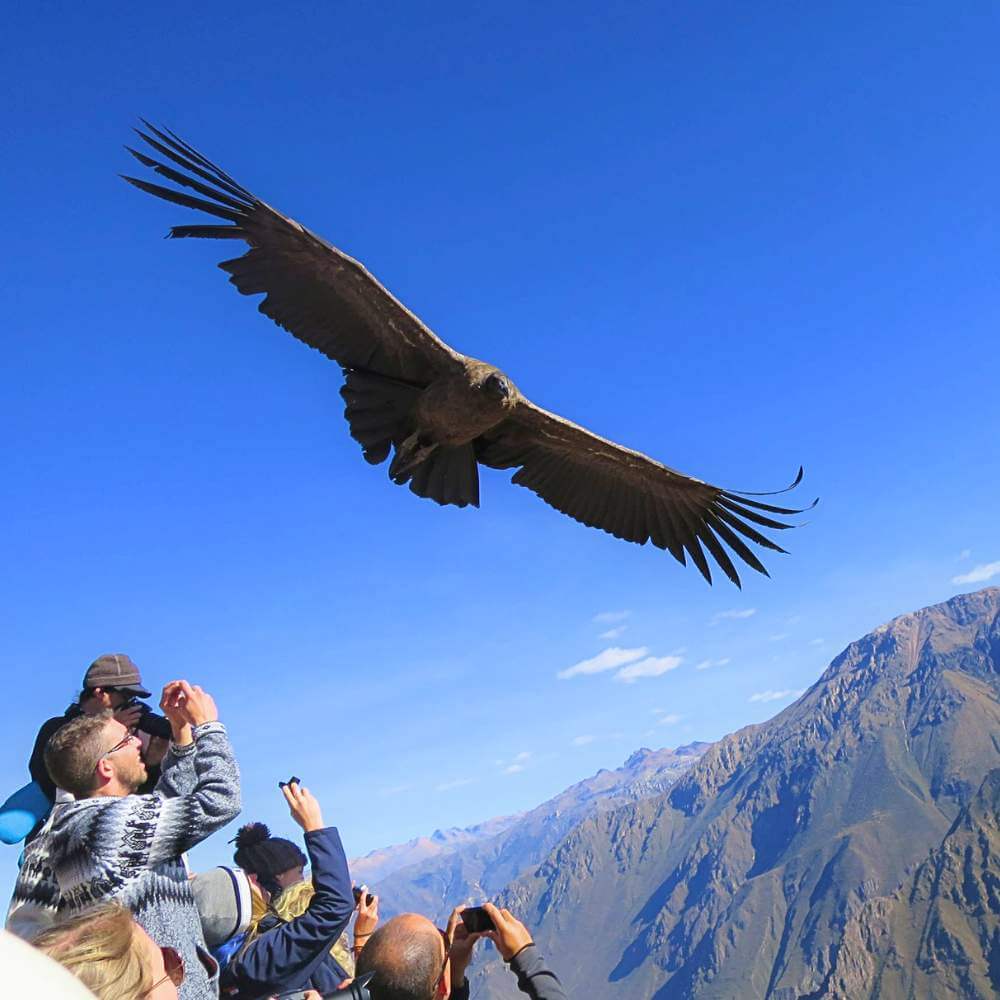 Maestoso Condor Andino che vola sopra il Canyon del Colca mentre i viaggiatori osservano dal Cruz del Condor durante il Tour del Canyon del Colca da Puno.