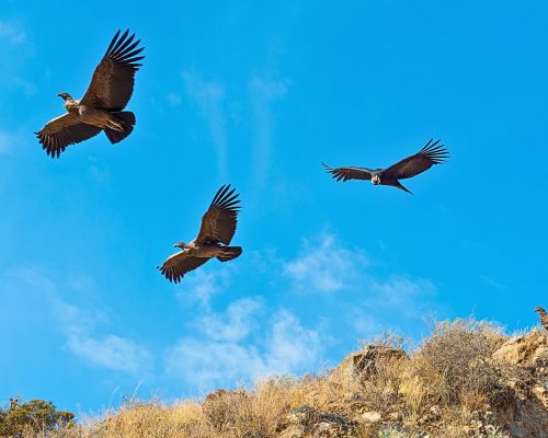 Condors at the Colca Region