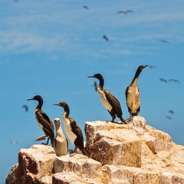 Discover the Guanay Cormorants and Their Eco-Friendly Impact