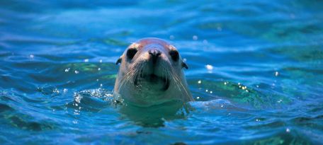 Baby Sea Lion on the Tour to the Ballestas Islands.