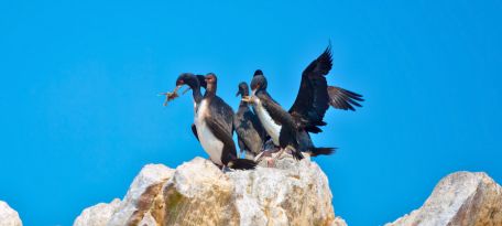 Spotting Guanay Cormorants on our tour to the Ballestas Islands.