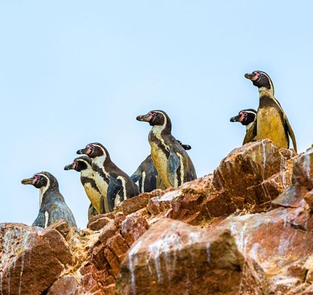 Spotting Humboldt Penguins on the Baby Sea Lion on the Tour to the Ballestas Islands.