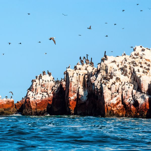 Marine Birds at the Ballestas Islands tour.
