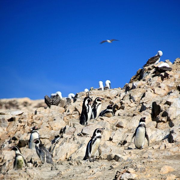 Encounter Humboldt Penguins Up Close. A Rare and Adorable Wildlife Experience