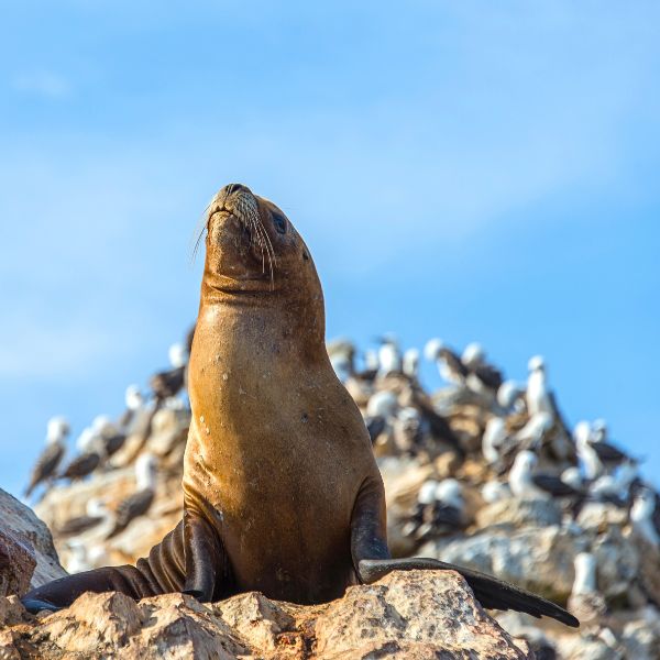 Tour to the Ballestas Islands
