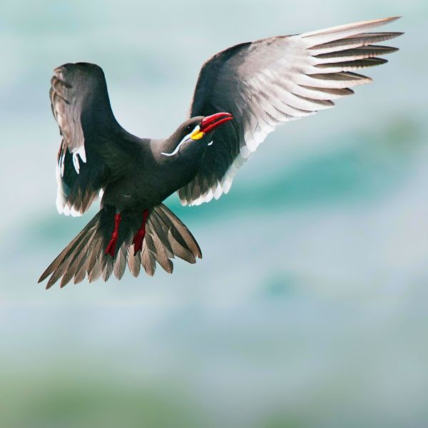 Tour to the Ballestas Islands