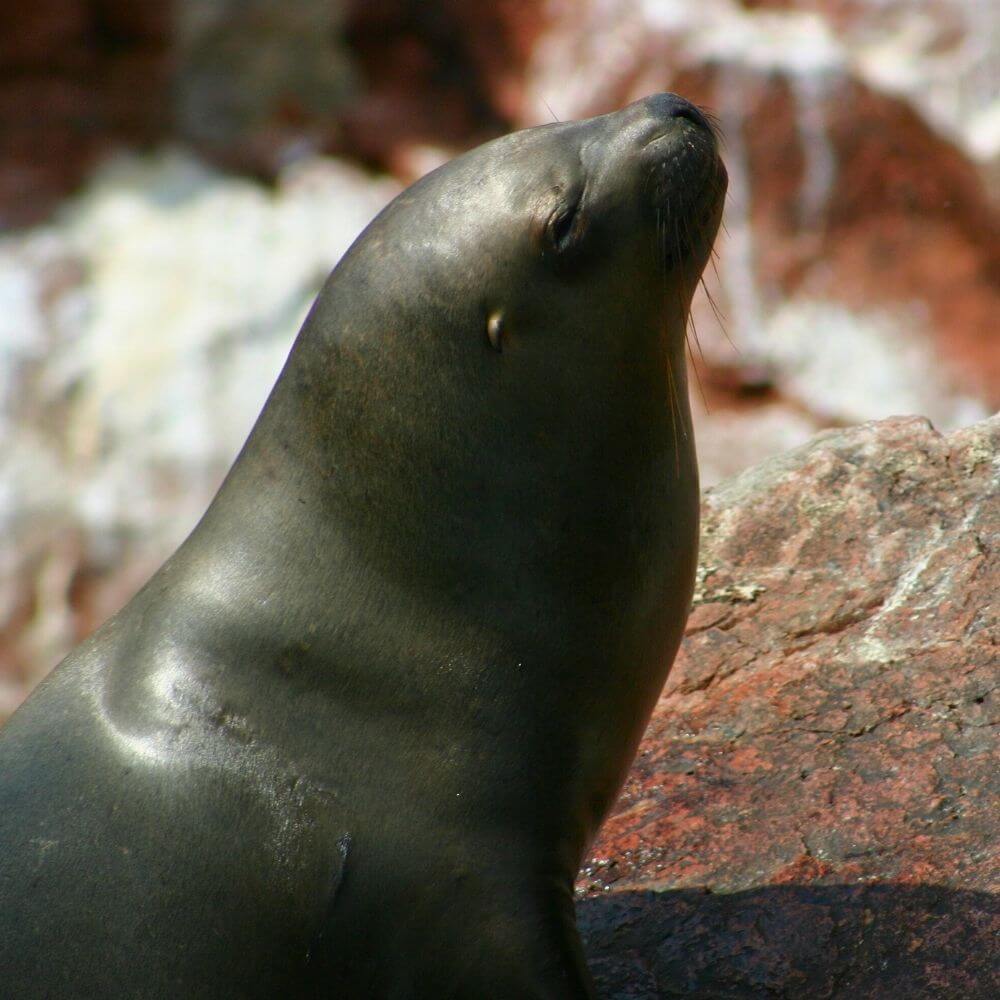 Südamerikanischer Seelöwe, der an den felsigen Küsten der Ballestas-Inseln, Peru, ruht.