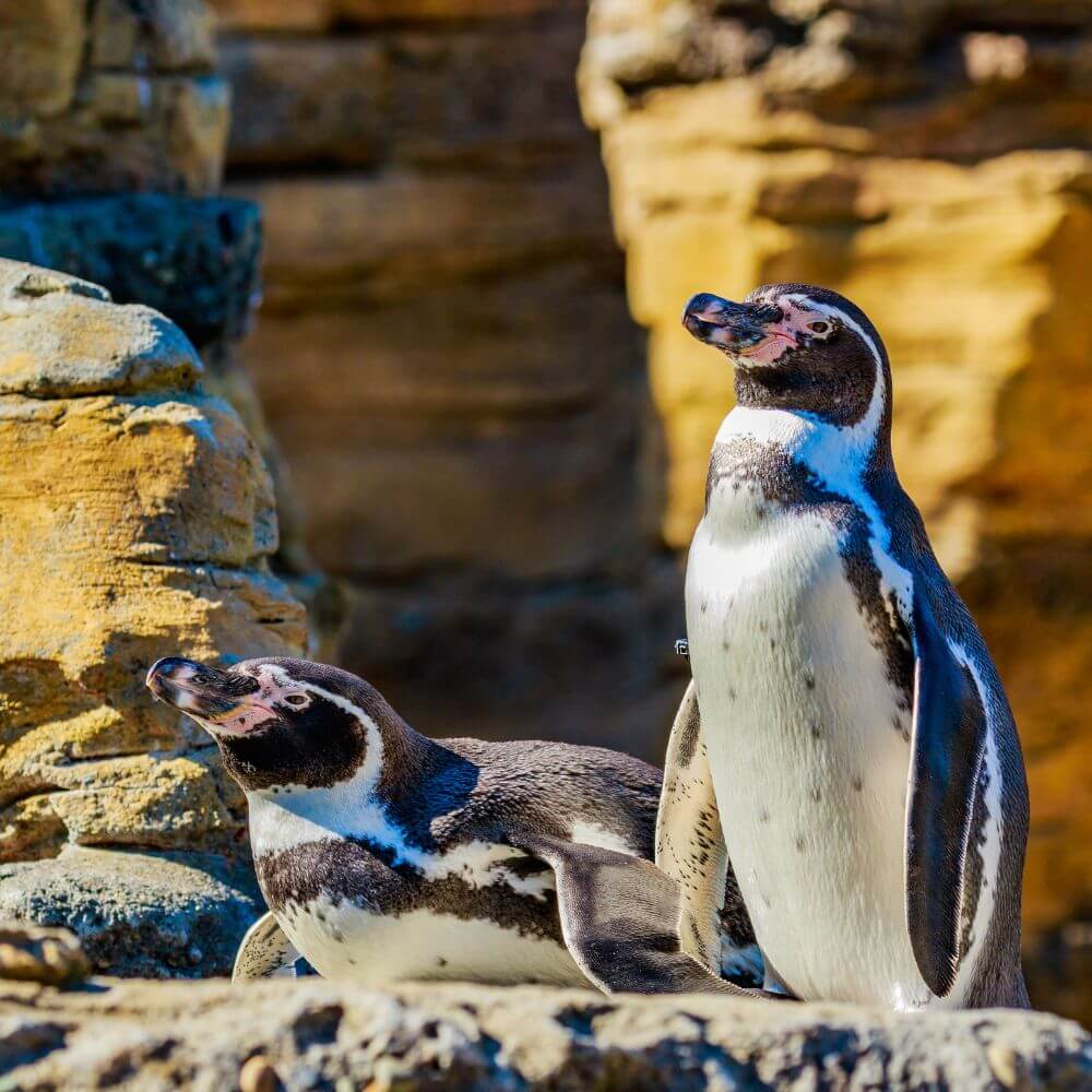 Gefährdete Humboldt-Pinguine an den felsigen Klippen der Ballestas-Inseln, Peru.