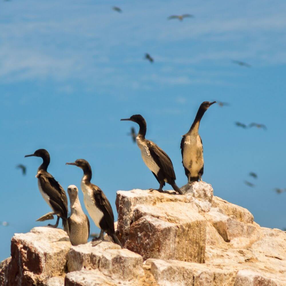 Guanay-Kormorane, die auf den Ballestas-Inseln nisten, Perus berühmte Guano-produzierende Meeresvögel.