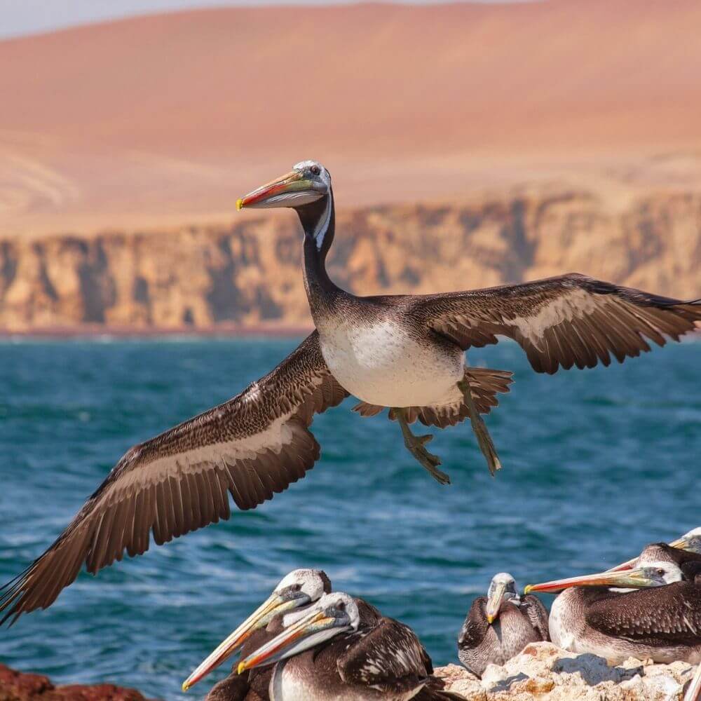 Peruanische Pelikane, die entlang der Ballestas-Inseln an Perus Pazifikküste fliegen und ruhen.
