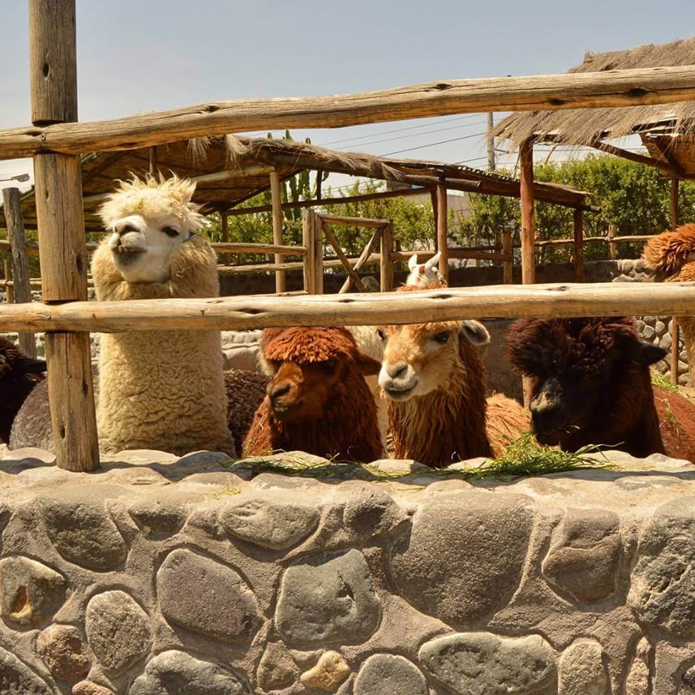 Llamas and alpacas at the Incalpaca Mini Zoo during the Arequipa Countryside Tour, showcasing Peru's native Andean camelids in a natural setting.