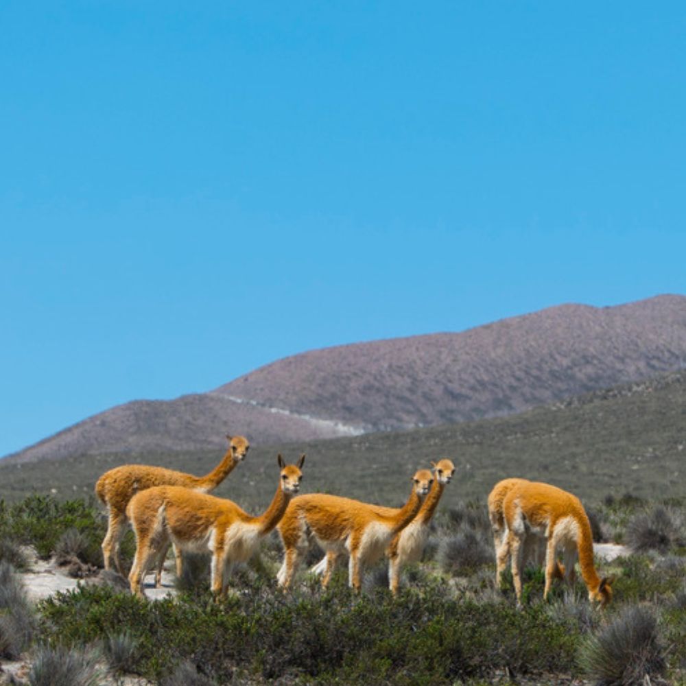 Wild vicuñas grazing in the Aguada Blanca National Reserve during the Colca Canyon Tour from Arequipa, Peru.