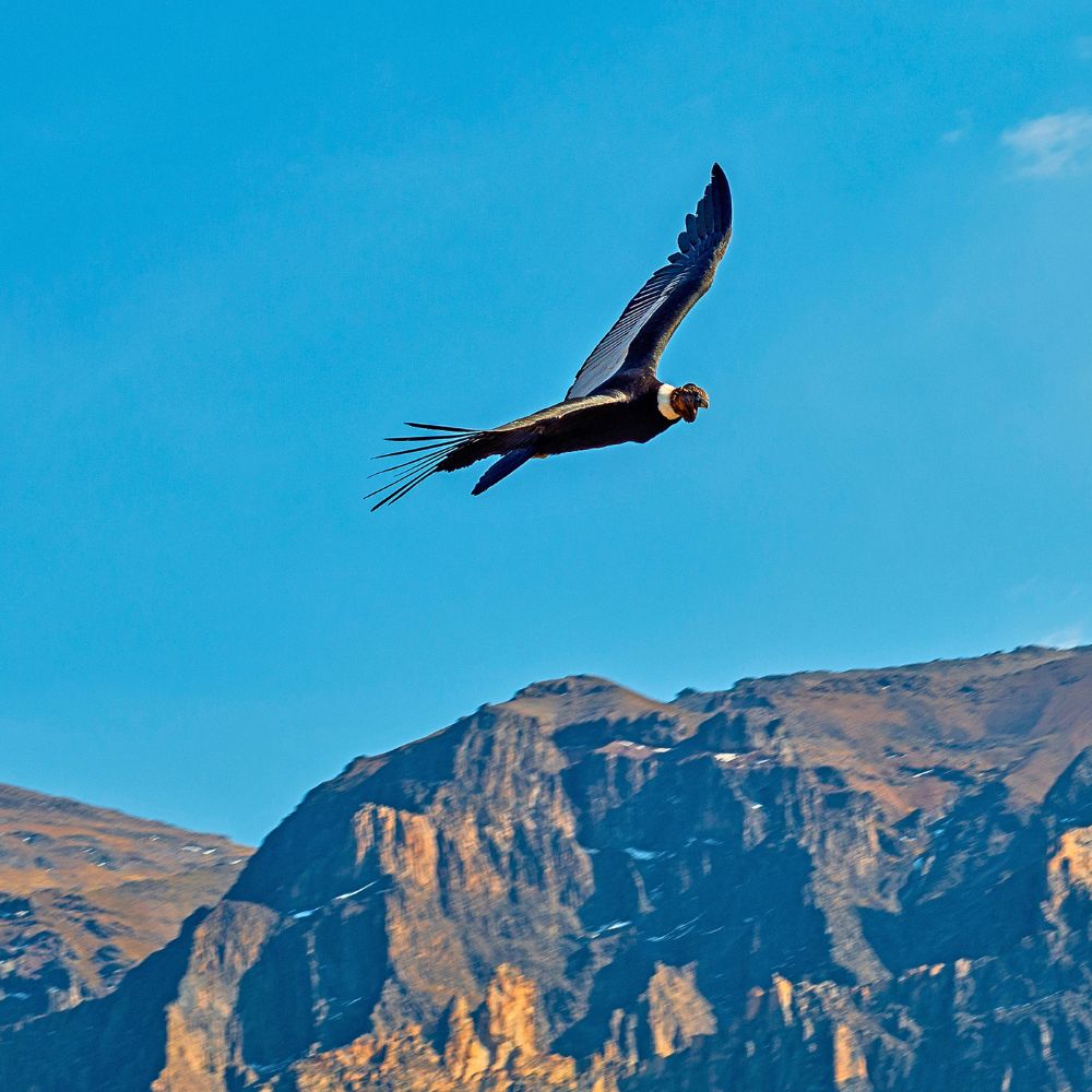 Majestic Andean condor soaring above Colca Canyon during the Colca Canyon Tour from Arequipa, Peru.