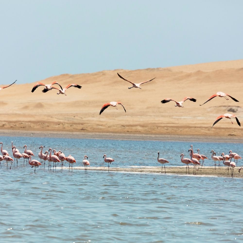 Wilde chilenische Flamingos, die in den ruhigen Gewässern der Paracas-Bucht während einer Paracas-Bucht-Tour im Paracas-Nationalreservat, Peru, fressen.