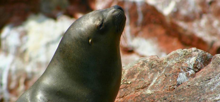 Sea lion at Ballestas Islands Paracas
