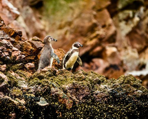 Humboldt penguins on Ballestas Islands